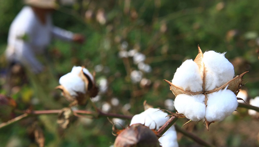 WTO and ITC launch Cotton Portal to enhance transparency and support development